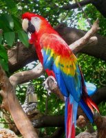 Pasari din padurile tropicale