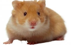 Cum se ingrijesc hamsterii