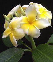 Plumeria, o planta exotica