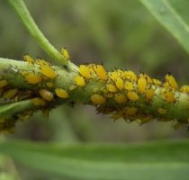 Tratamente naturale impotriva daunatorilor plantelor