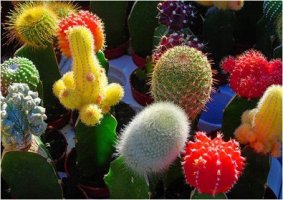 Cum se ingrijesc cactusii?