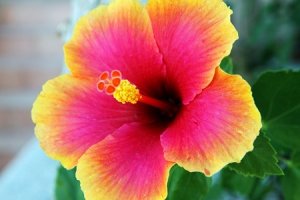 Hibiscus sau trandafirul chinezesc