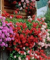 Plante ideale pentru terasa si balcon
