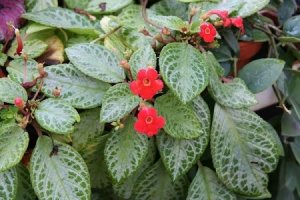 Episcia