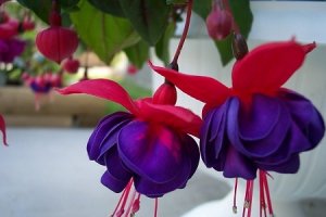 Fuchsia sau cercelusul