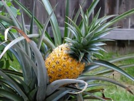 Cum inmultim ananasul?