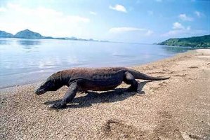 Insula Komodo
