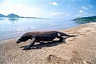 Insula Komodo