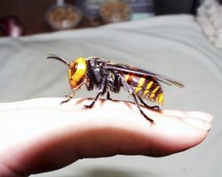 Cele mai infricosatoare insecte din lume